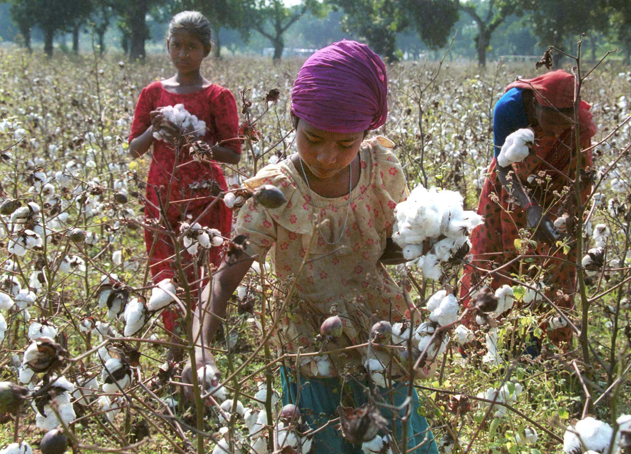 All About Cotton: Exploring Nature's Versatile Fiber 7 cotton production